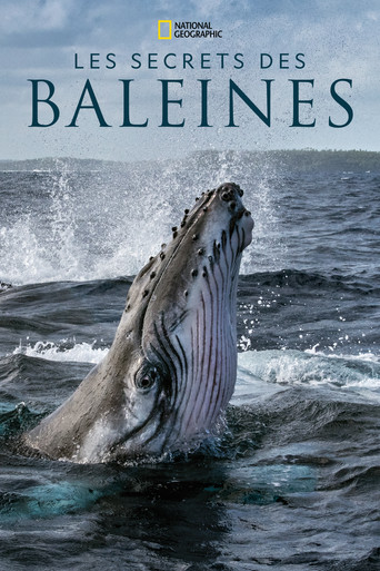 Les secrets des baleines