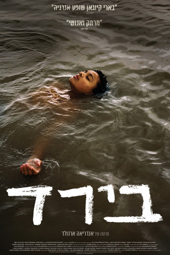 בירד